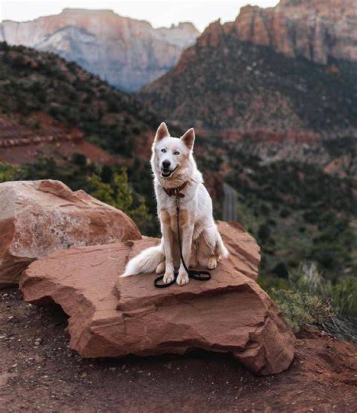 adventrapets