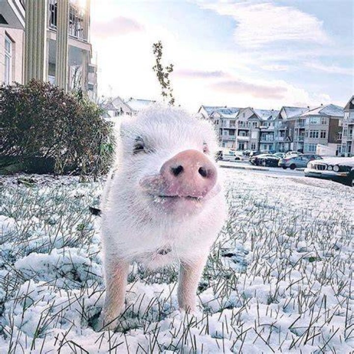 Christopher the Pig