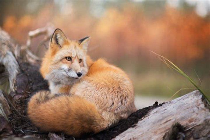 fox