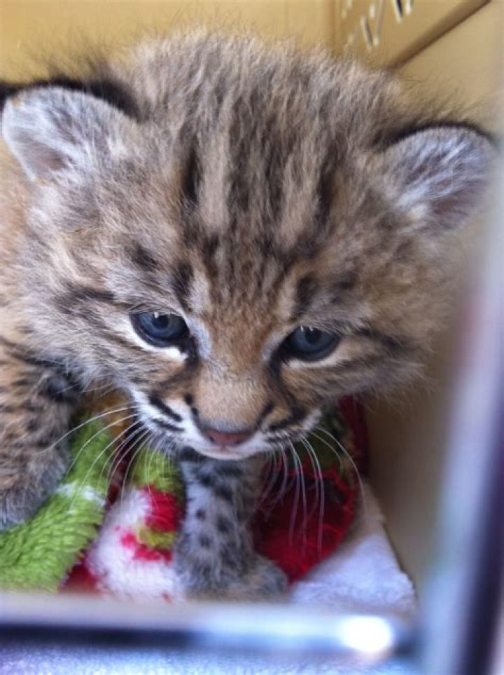 Orphaned Baby Bobcat