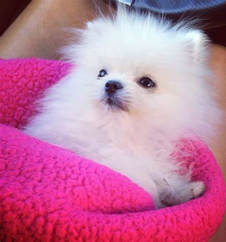Prince Hilton, The Pom Instagram