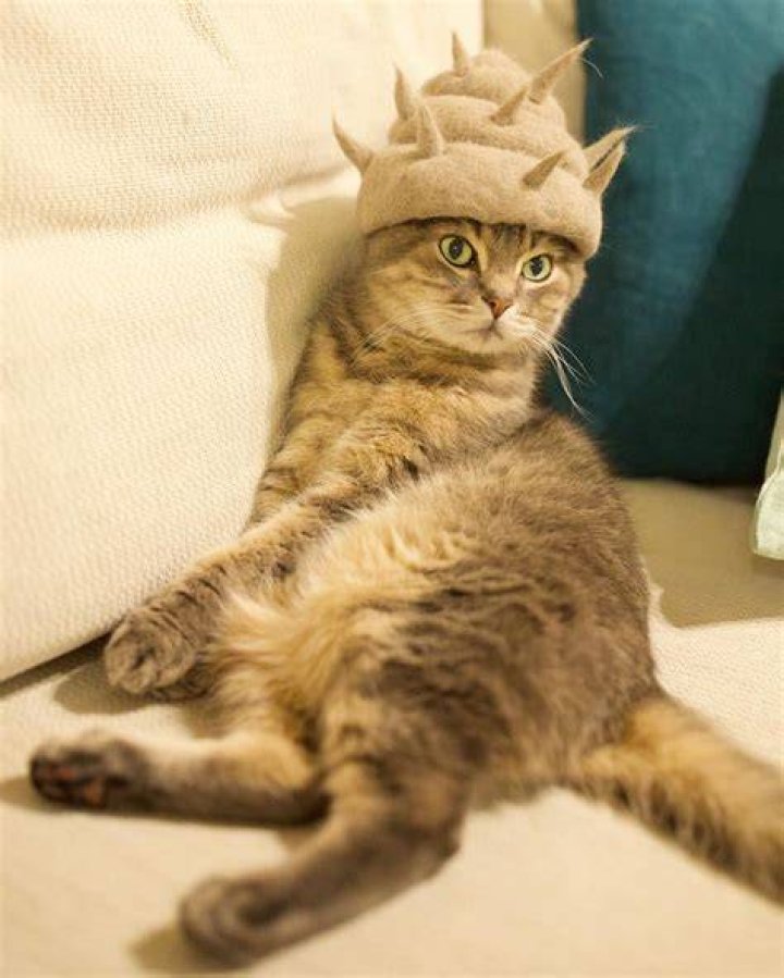rojiman cats fur hat
